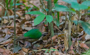 Common Emerald Dove