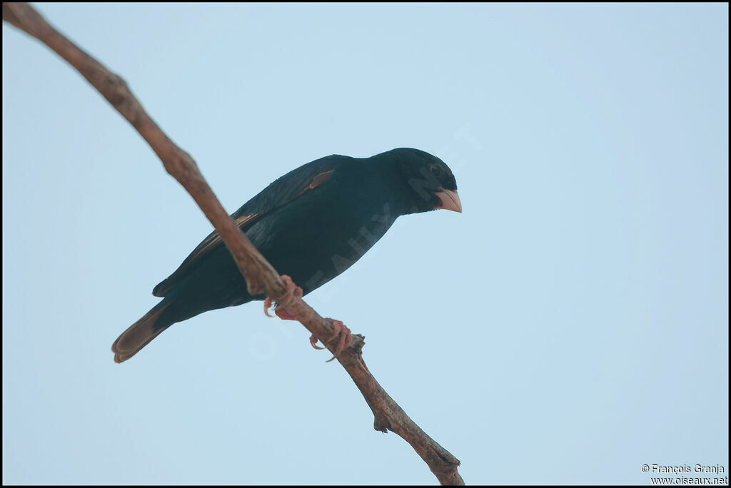 Village Indigobird male adult