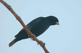 Village Indigobird