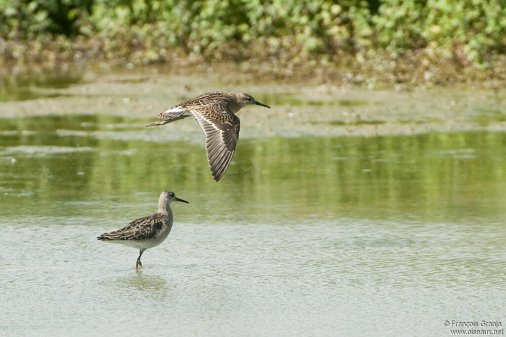 Ruff adult