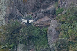 Andean Condor