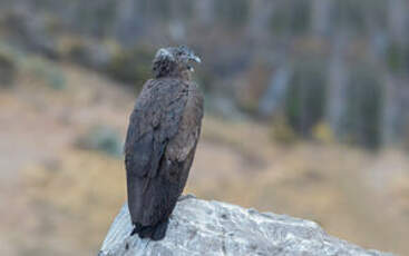 Condor des Andes