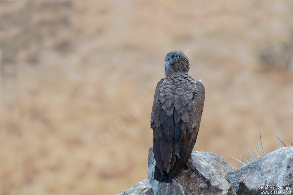 Condor des Andesimmature