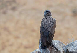 Condor des Andes