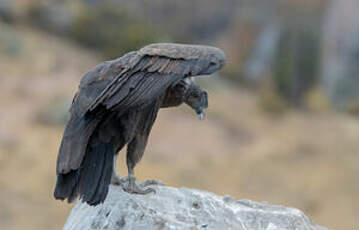 Condor des Andes