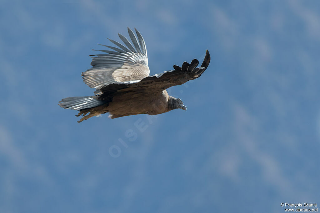 Condor des Andes