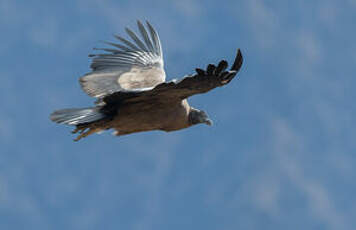 Condor des Andes