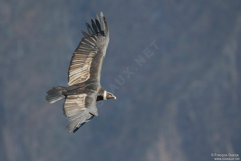 Condor des Andes