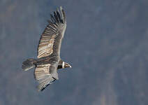 Condor des Andes