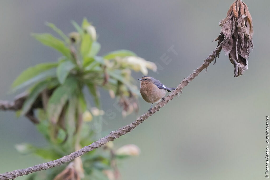 Cinereous Conebill