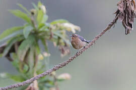 Cinereous Conebill