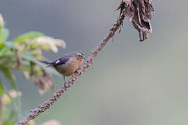 Cinereous Conebill