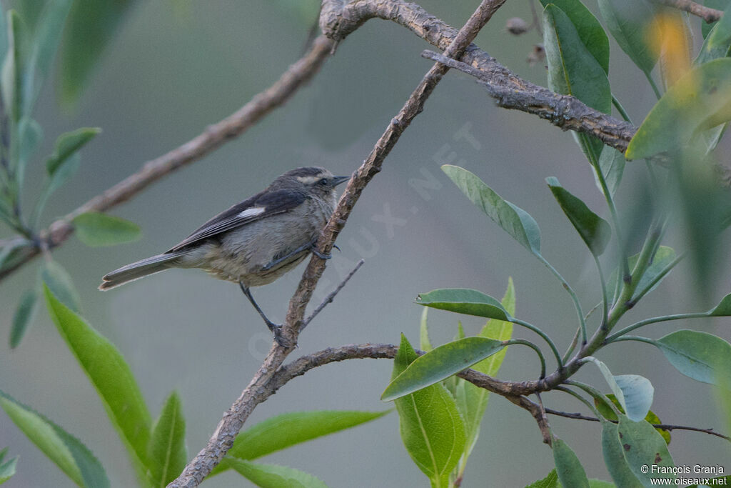 Cinereous Conebill