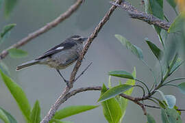 Cinereous Conebill