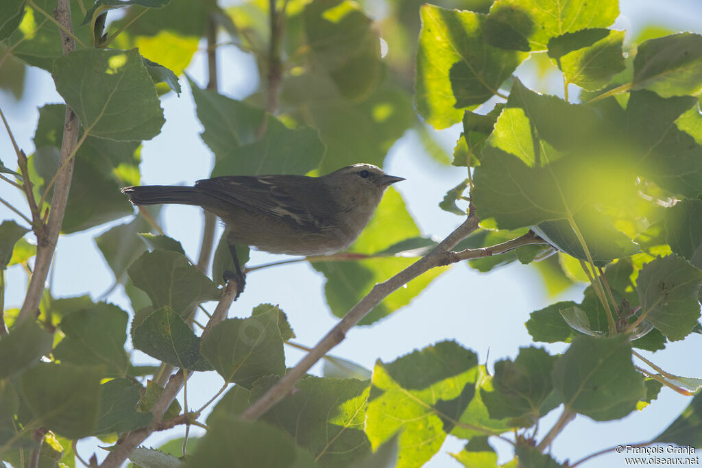 Cinereous Conebill