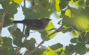 Cinereous Conebill