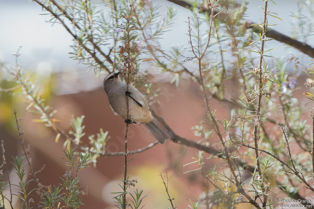 Cinereous Conebill