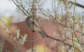 Cinereous Conebill