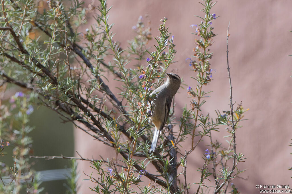 Cinereous Conebill