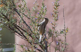 Cinereous Conebill