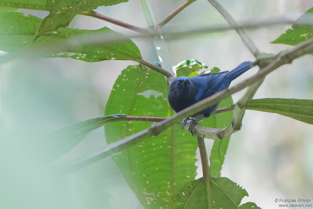 Capped Conebill