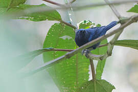 Capped Conebill