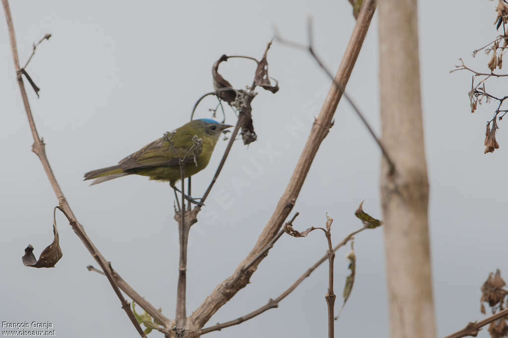 Capped Conebill female