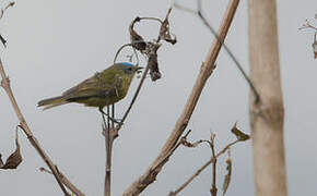 Capped Conebill