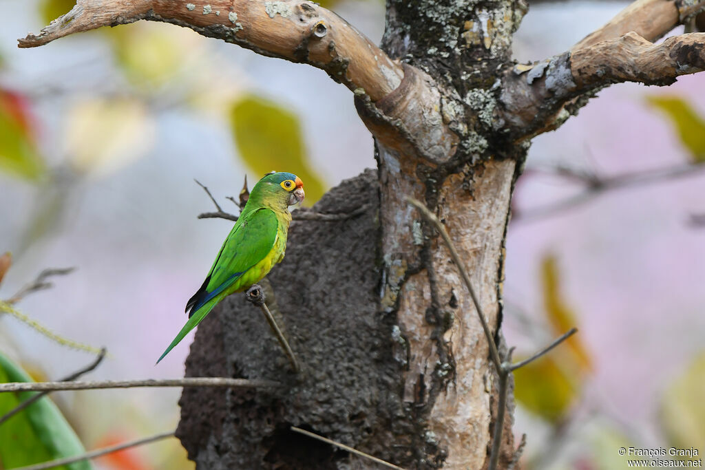 Orange-fronted Parakeet