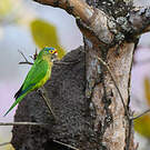 Conure à front rouge