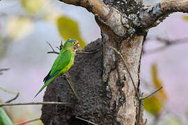 Orange-fronted Parakeet