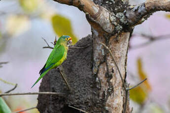 Conure à front rouge