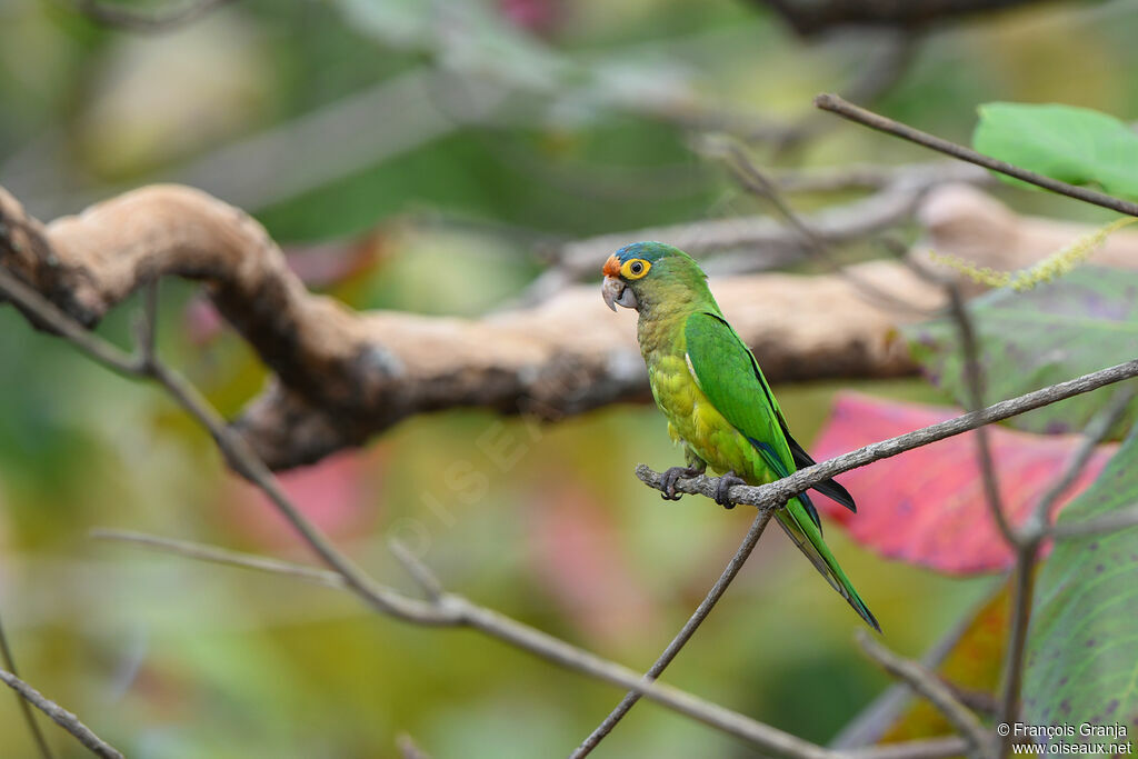 Orange-fronted Parakeet