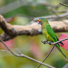 Conure à front rouge