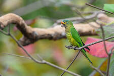 Conure à front rouge