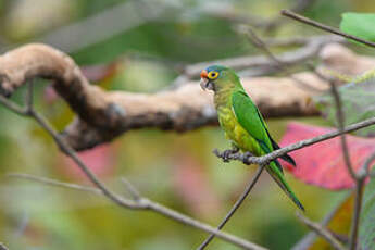 Conure à front rouge