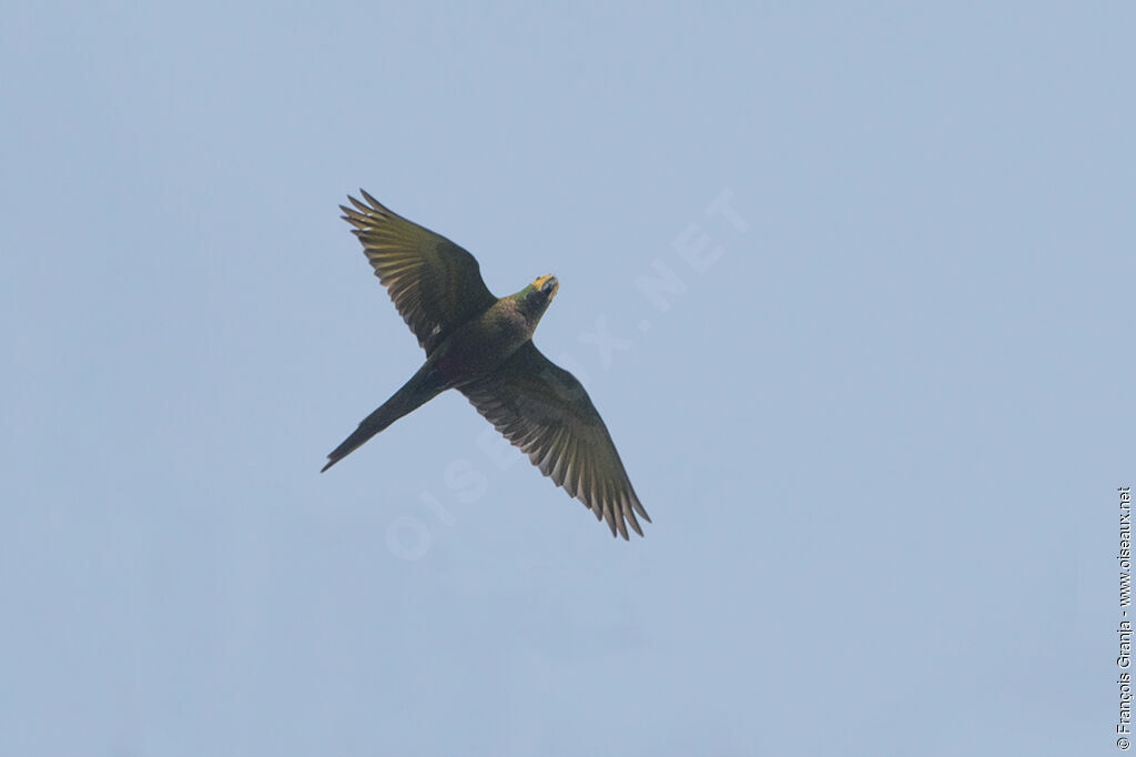 Yellow-eared Parrot