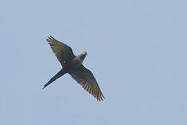 Yellow-eared Parrot