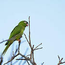 Conure à tête bleue