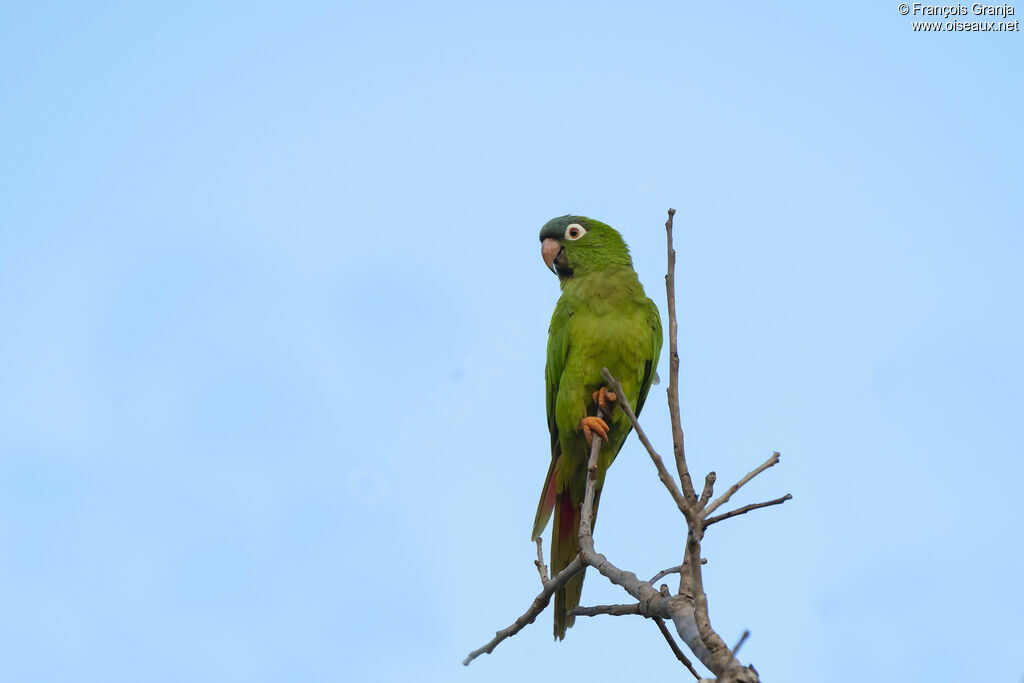 Conure à tête bleue