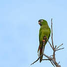 Conure à tête bleue