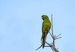 Conure à tête bleue