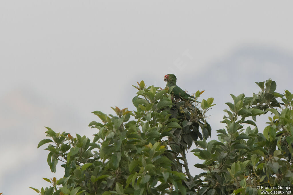 Red-masked Parakeet