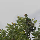 Conure à tête rouge