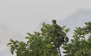 Red-masked Parakeet