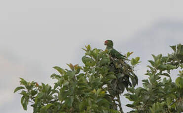 Conure à tête rouge