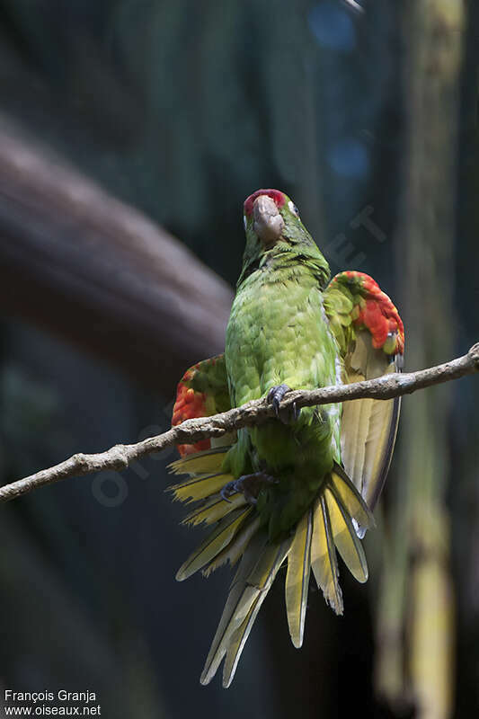 Conure de Finschadulte, pigmentation, Comportement