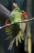 Conure de Finsch