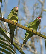 Conure de Finsch