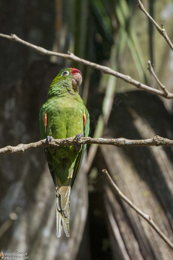 Conure de Finschadulte, portrait